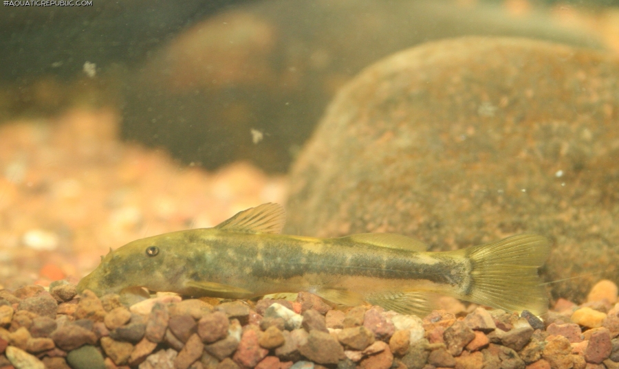 Chiloglanis pretoriae Chiloglanis pretoriae