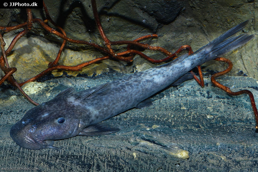 Euchilichthys royauxi