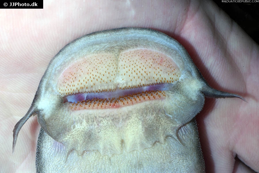 Euchilichthys royauxi