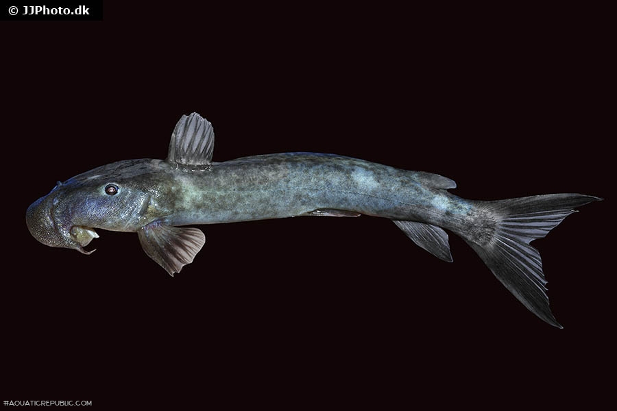 Euchilichthys royauxi