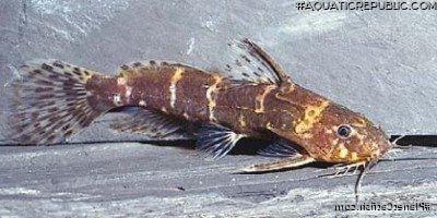 Microsynodontis batesii Microsynodontis batesii