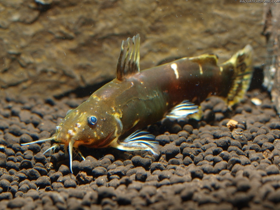 Microsynodontis sp. (1)