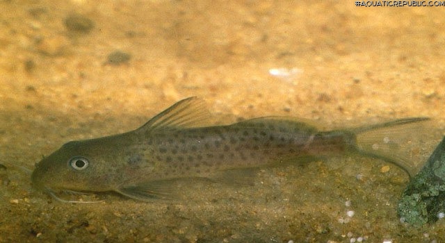 Synodontis bastiani