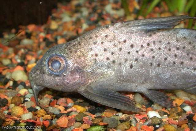 Synodontis batensoda
