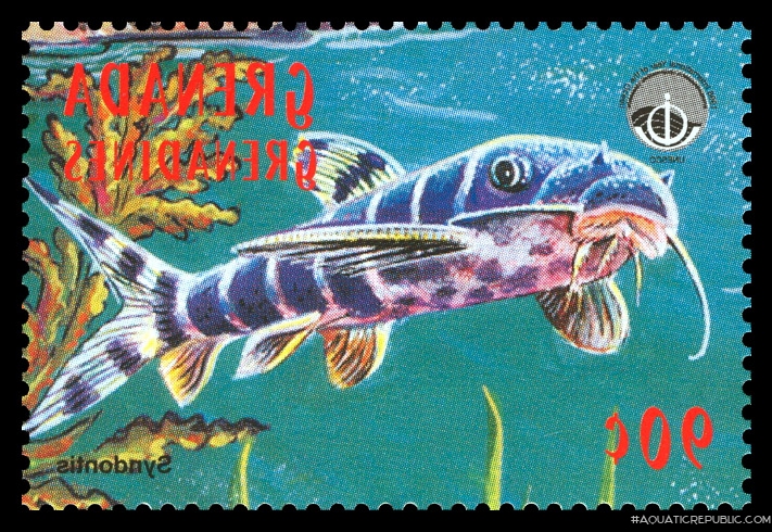 Synodontis brichardi