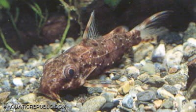 Synodontis contractus