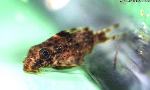 Synodontis contractus