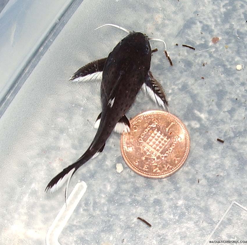 Synodontis granulosus