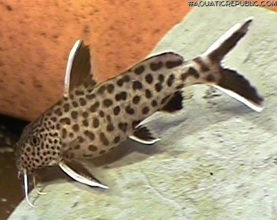 Synodontis lucipinnis