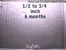 Synodontis lucipinnis Synodontis lucipinnis