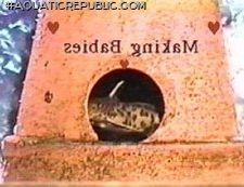 Synodontis lucipinnis