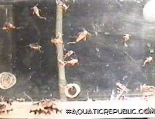 Synodontis lucipinnis