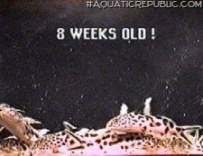 Synodontis multipunctatus