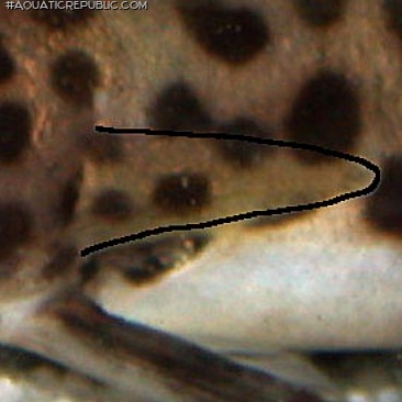 Synodontis multipunctatus