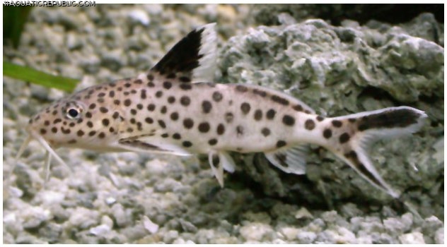 Synodontis multipunctatus