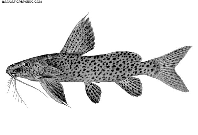 Synodontis nigromaculatus Synodontis nigromaculatus