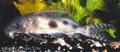 Synodontis nummifer