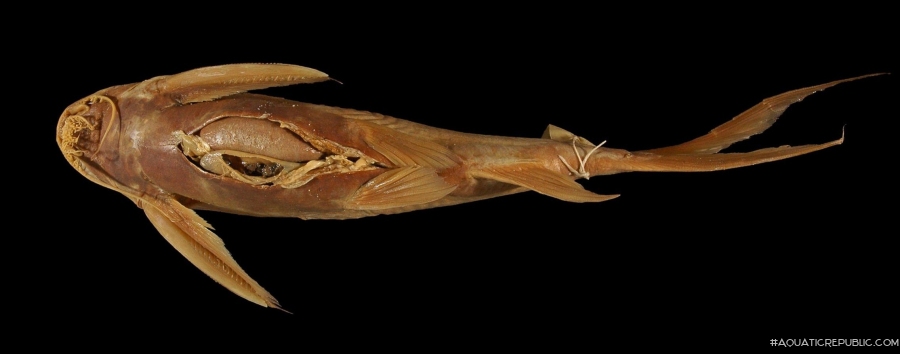 Synodontis resupinatus