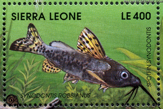 Synodontis robbianus