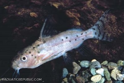 Synodontis robbianus