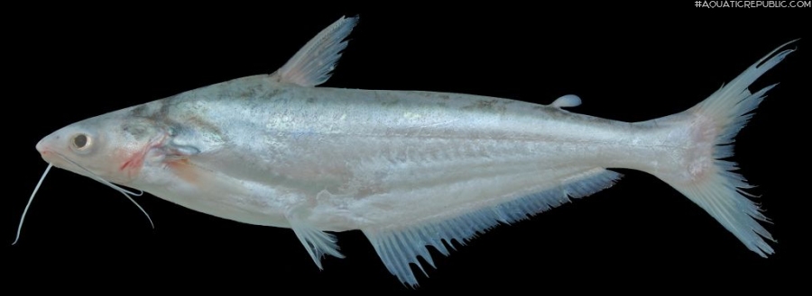 Helicophagus leptorhynchus