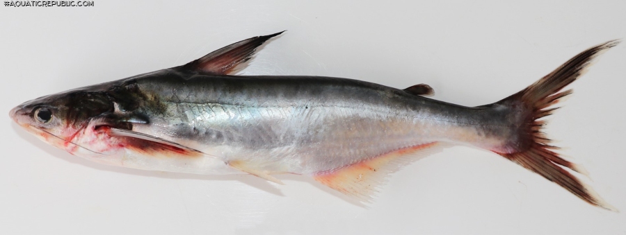 Pangasius icaria