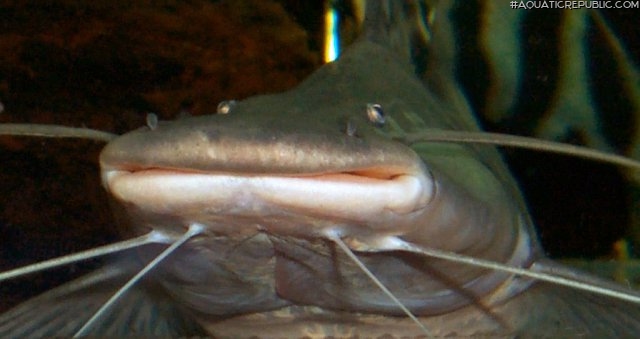 Brachyplatystoma tigrinum Brachyplatystoma tigrinum