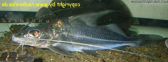 Iheringichthys labrosus