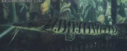 Pseudoplatystoma tigrinum