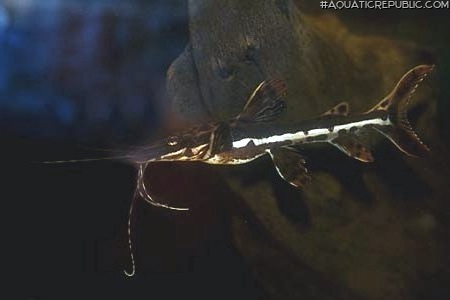 Pseudoplatystoma tigrinum