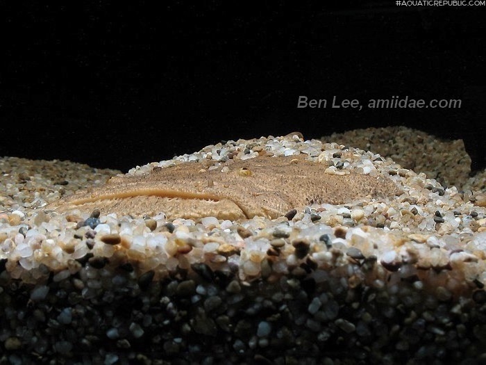 Lophiosilurus alexandri