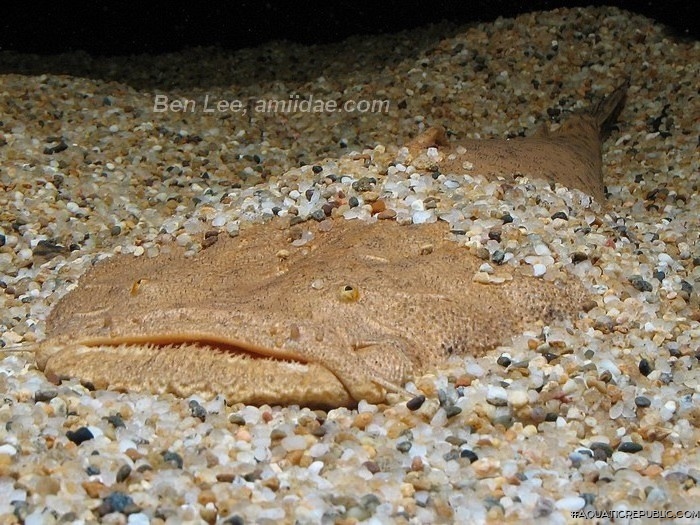 Lophiosilurus alexandri