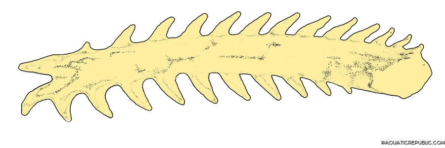 Rhyacoglanis beninei