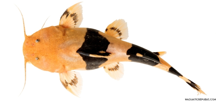 Rhyacoglanis pulcher