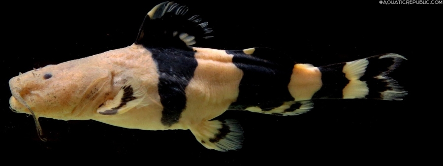 Rhyacoglanis pulcher