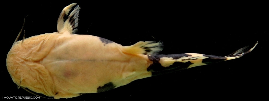 Rhyacoglanis pulcher