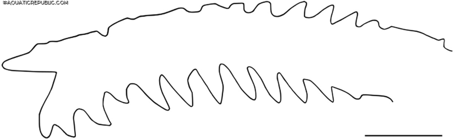 Rhyacoglanis pulcher