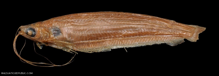 Parailia somalensis