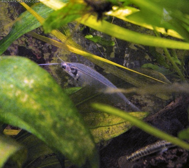 Kryptopterus vitreolus Kryptopterus vitreolus