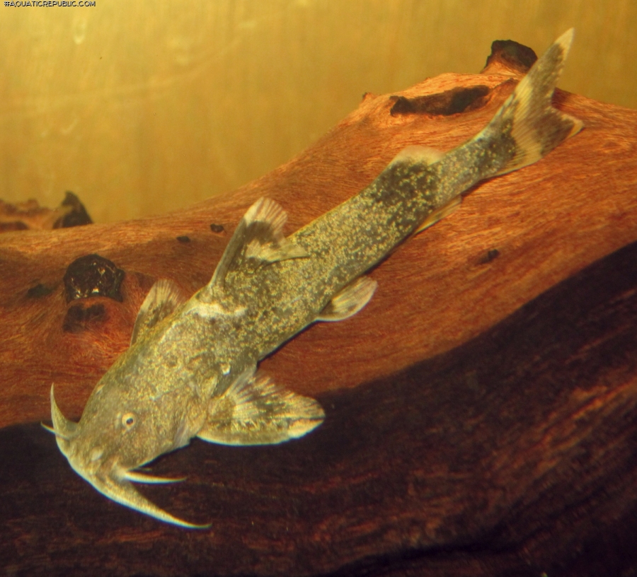 Glyptothorax sinensis