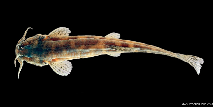 Scleronema ibirapuita