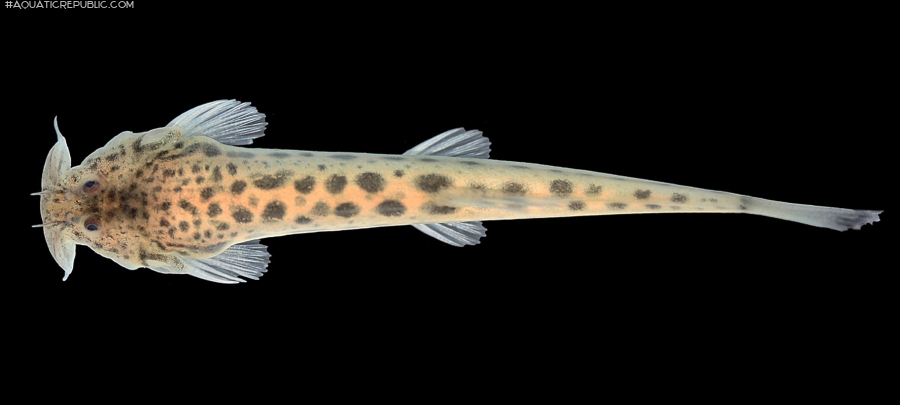 Scleronema operculatum