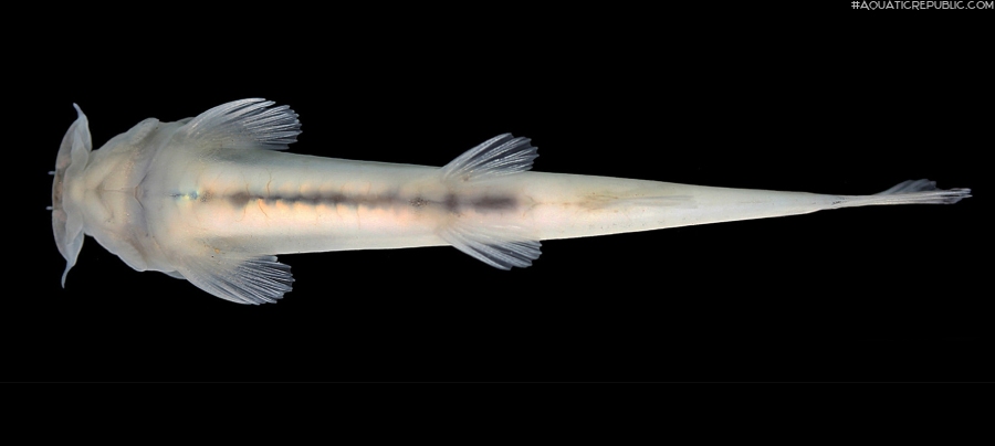 Scleronema operculatum Scleronema operculatum