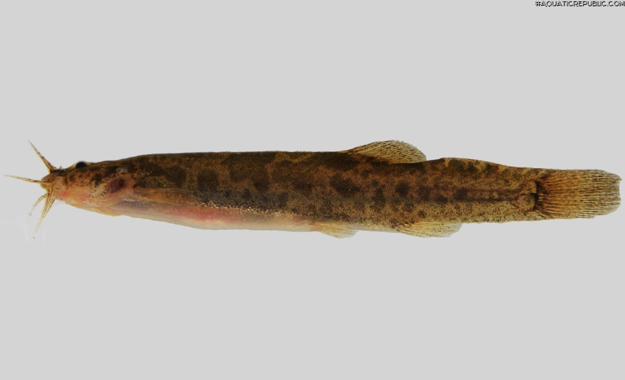 Scleronema teiniagua