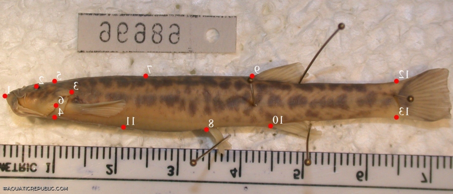 Trichomycterus areolatus