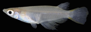 Oryzias haugiangensis Oryzias haugiangensis