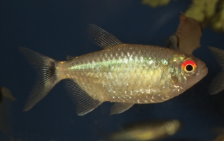 Bario sanctaefilomenae
