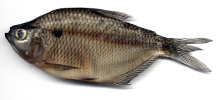 Ctenobrycon magdalenae