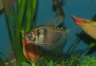 Gymnocorymbus ternetzi