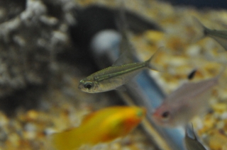 Hemigrammus collettii